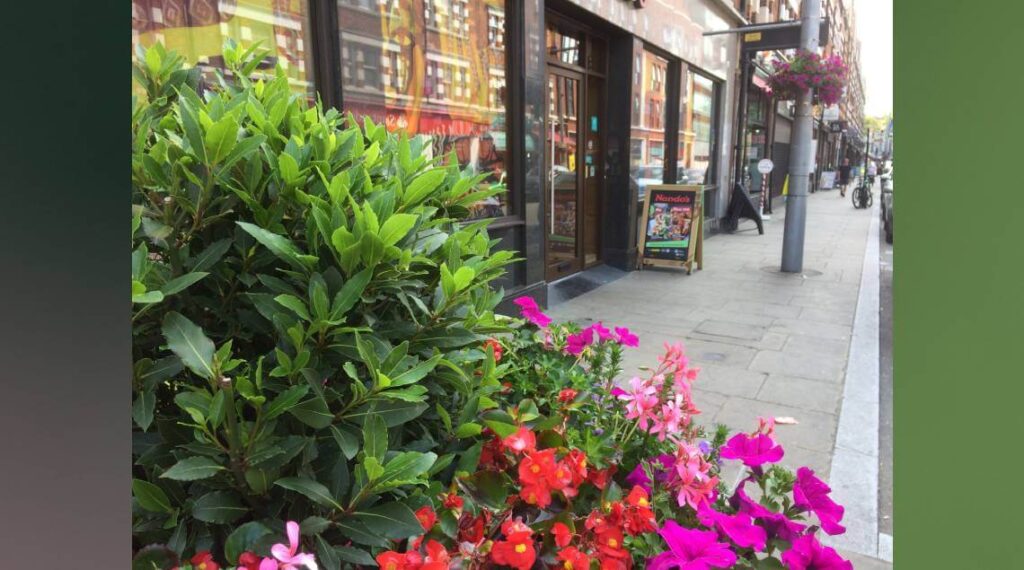 formatted_flower_basket_image